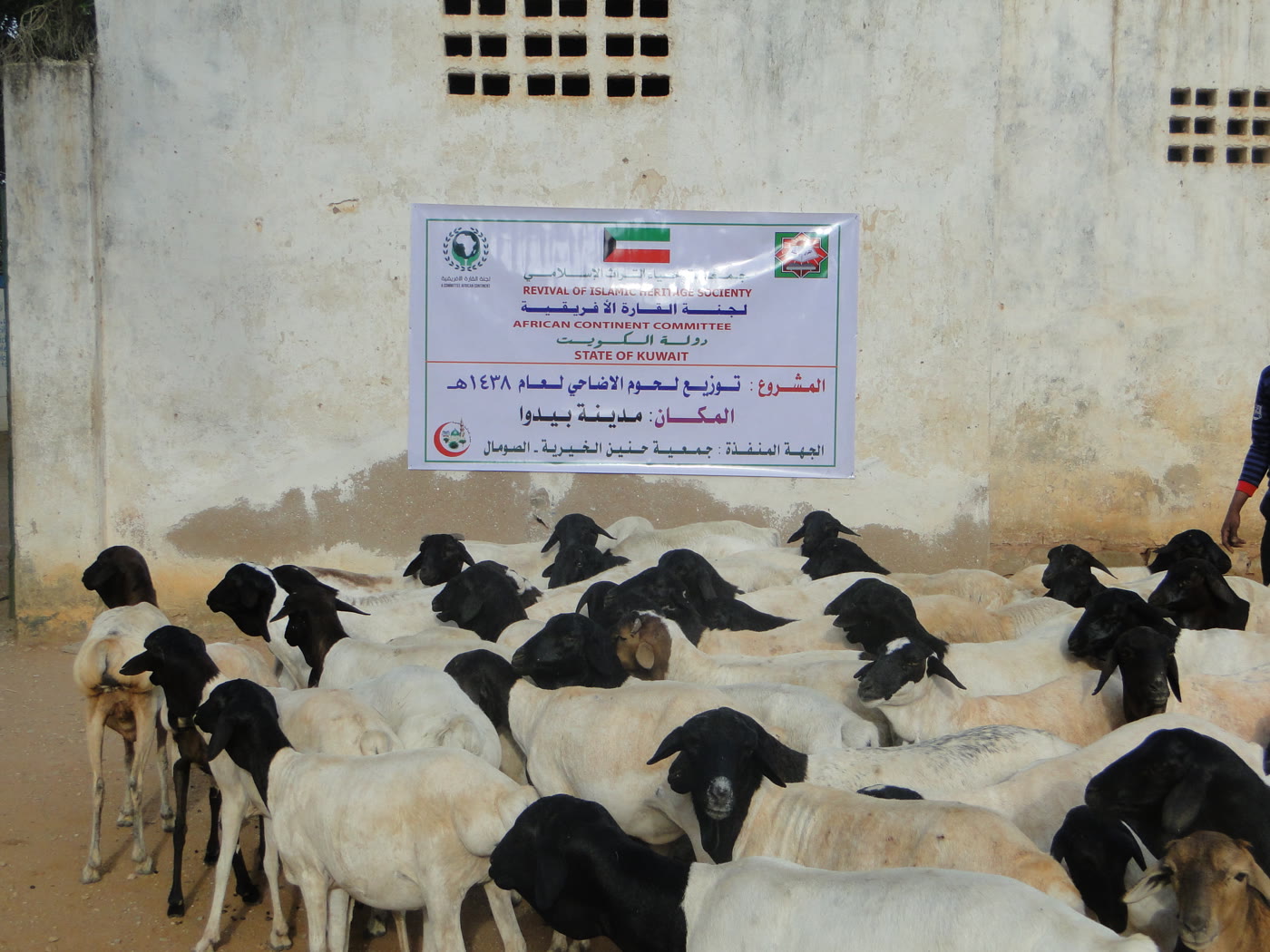 Qurbani / Udhiyah