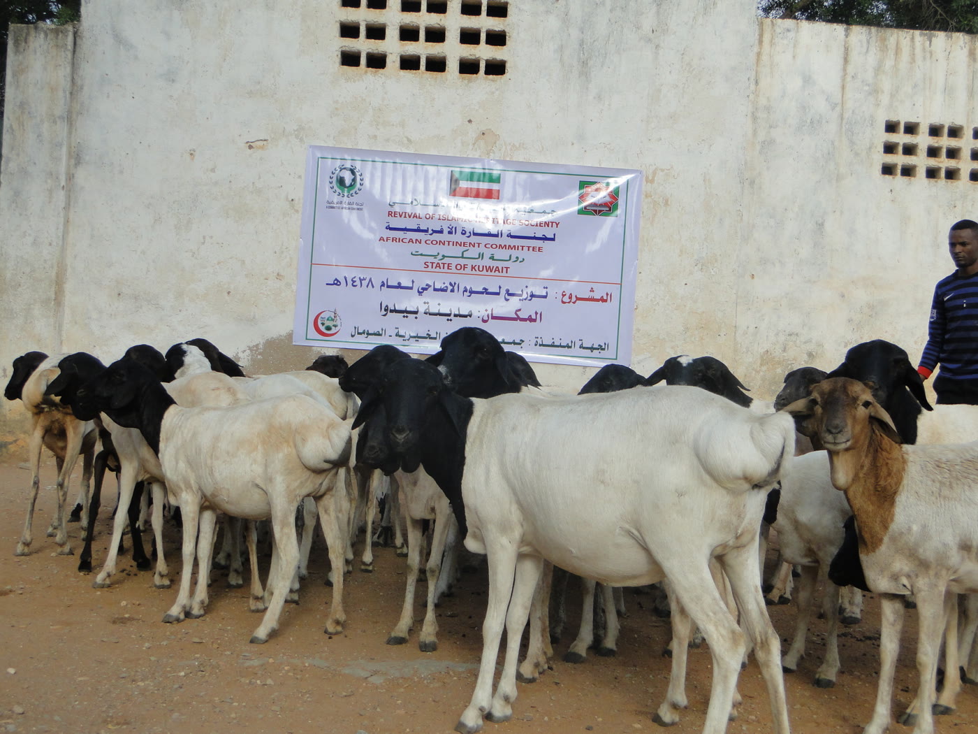 Qurbani / Udhiyah