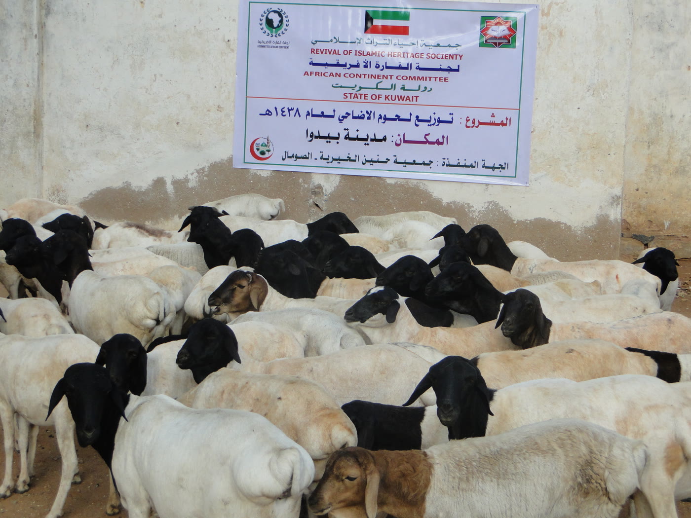 Qurbani / Udhiyah