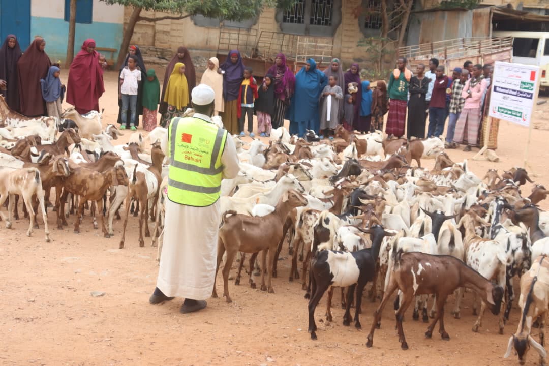 Sheep breeding project