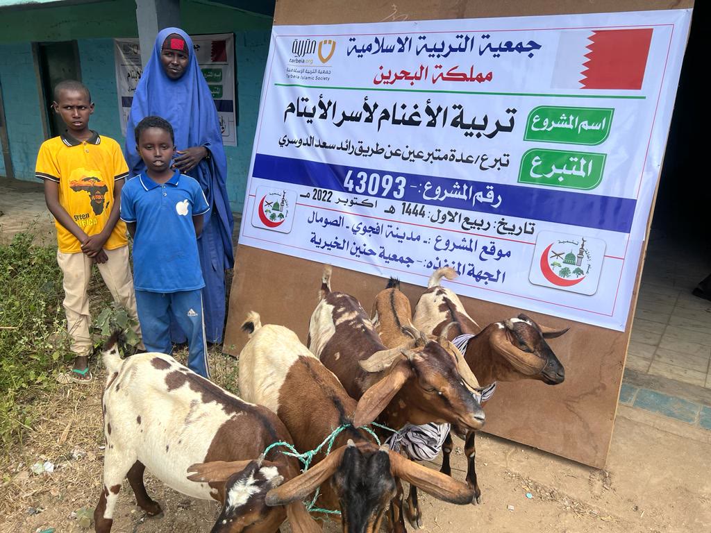 Sheep Breeding