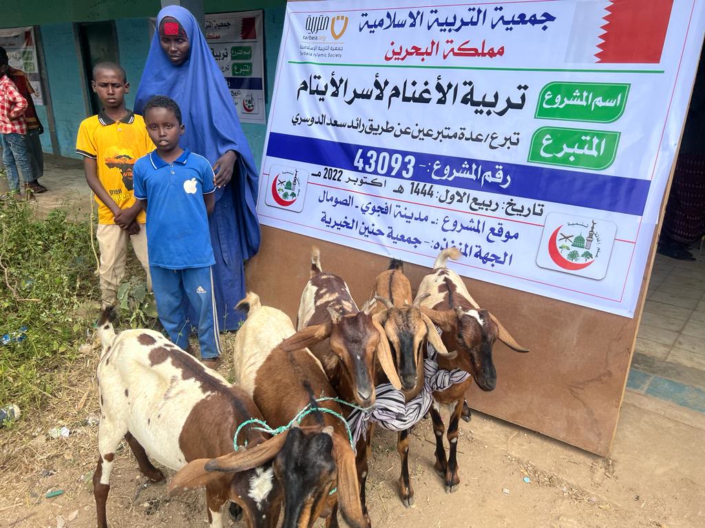 Sheep Breeding