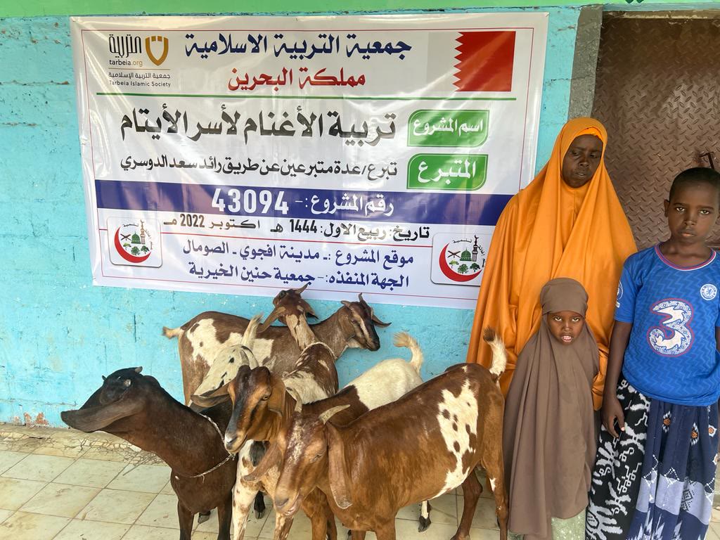 Sheep Breeding