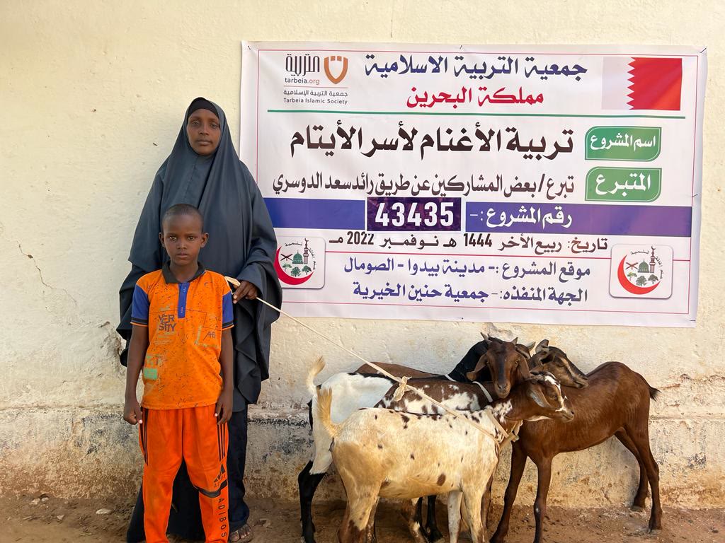 Sheep Breeding