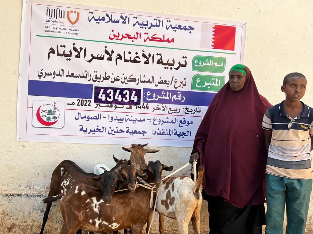 Sheep Breeding