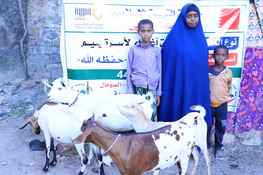 Sheep Breeding