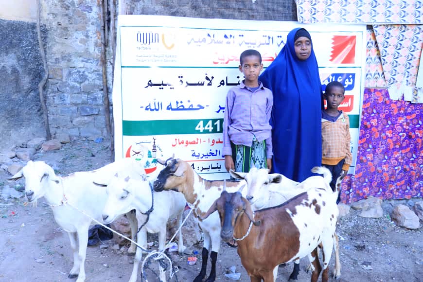 Sheep Breeding