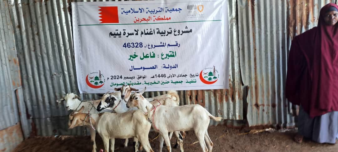 Sheep Breeding