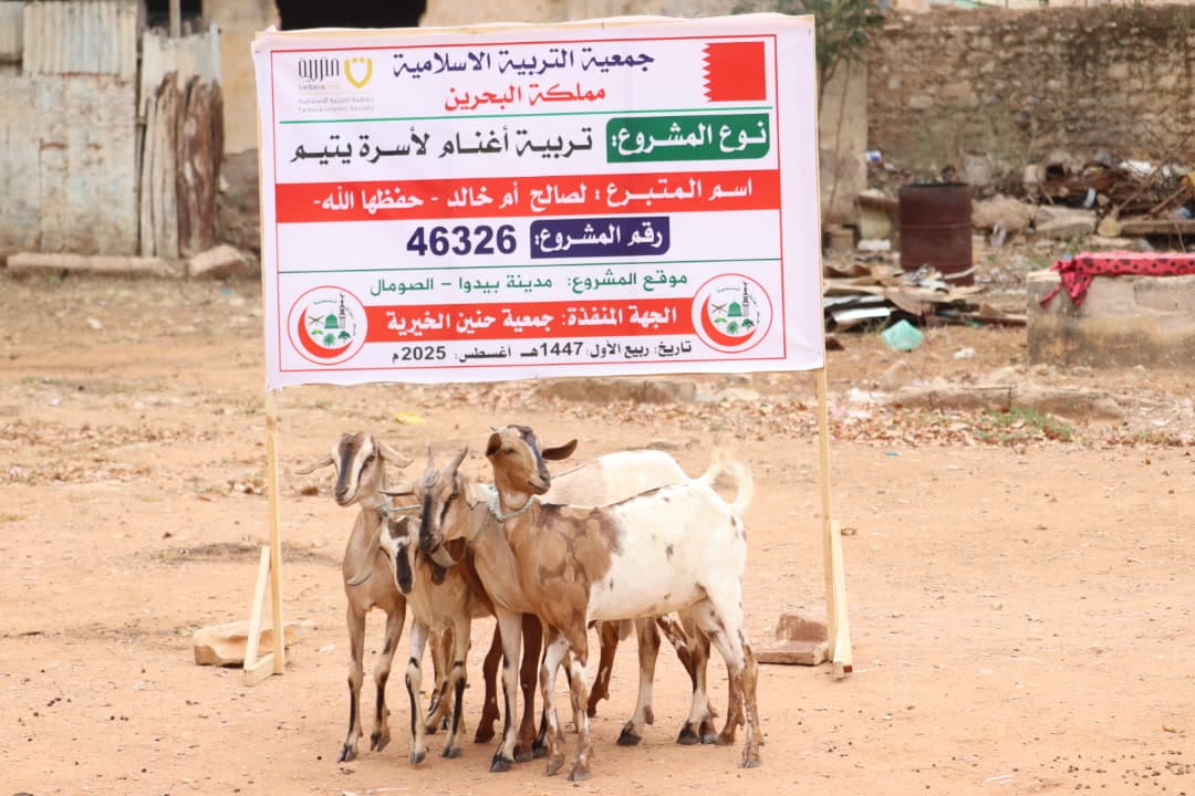 Sheep Breeding