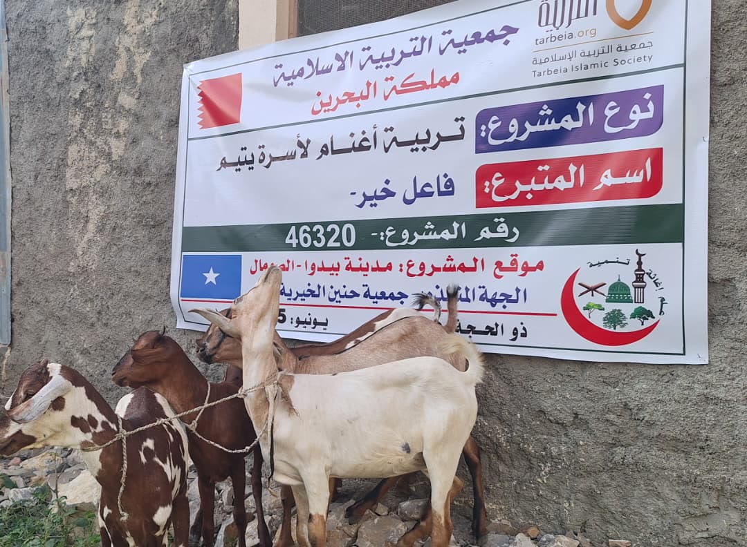 Sheep Breeding